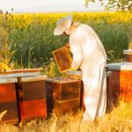 Apícola Santa Bárbara: Tradición y Calidad en la Producción de Miel