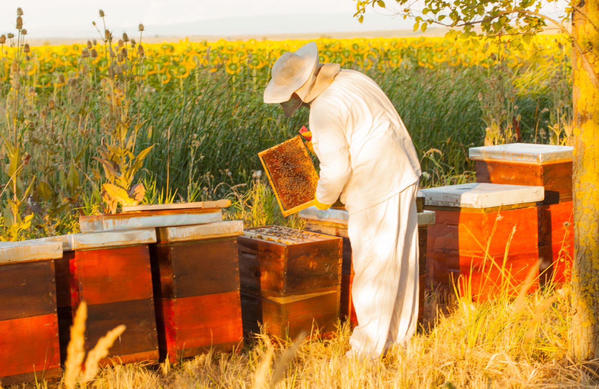 Lee más sobre el artículo Apícola Santa Bárbara: Tradición y Calidad en la Producción de Miel